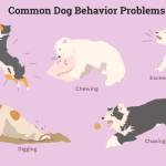 Top 12 Dog Coaching Problems